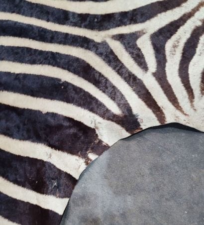 Burchell's zebra (Equus burchelli) (CH):
Beautiful...