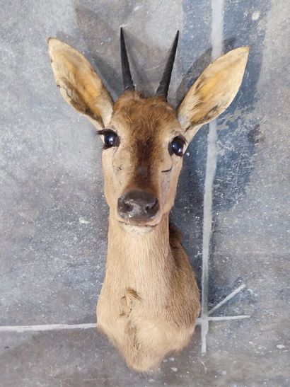 Southern Grimm's duiker (Sylvicapra grimmia...