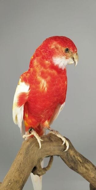 Perruche omnicolore (Platycercus eximius)...