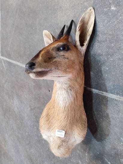 Grimm's duiker (Sylvicapra grimmia) (CH)
Head...