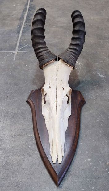 A set comprising 2 escutcheon-mounted Bovidae...