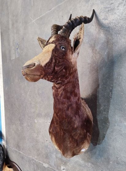 Blesbok (Damaliscus dorcas phillipsi) (CH):
Head...
