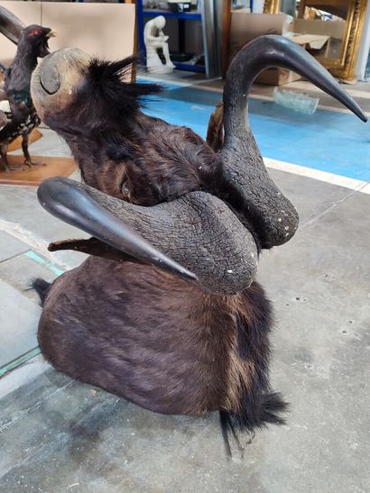 White-tailed black wildebeest (Connochaetes...