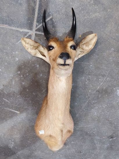 Redunca bohor (Redunca redunca) (CH) : 
Tête...