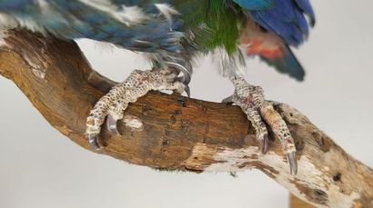 Pione à couronne blanche (Pionus senilis)...