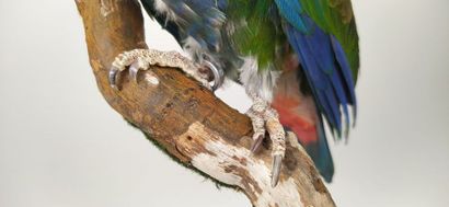 Pione à couronne blanche (Pionus senilis)...