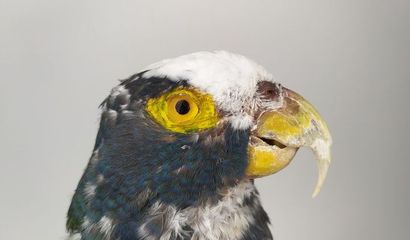 Pione à couronne blanche (Pionus senilis)...