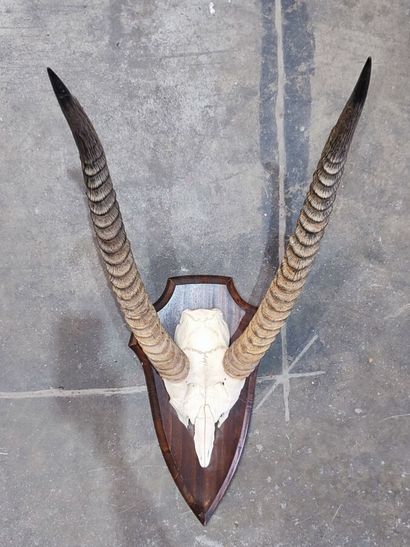 A set comprising 2 escutcheon-mounted Bovidae...