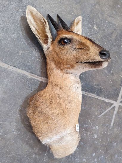 Grimm's duiker (Sylvicapra grimmia) (CH)
Head...