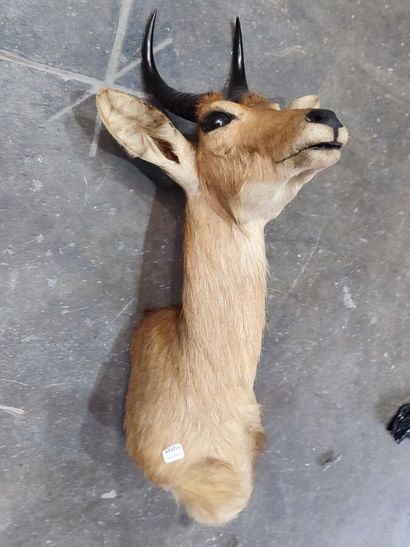 Redunca bohor (Redunca redunca) (CH) : 
Tête...