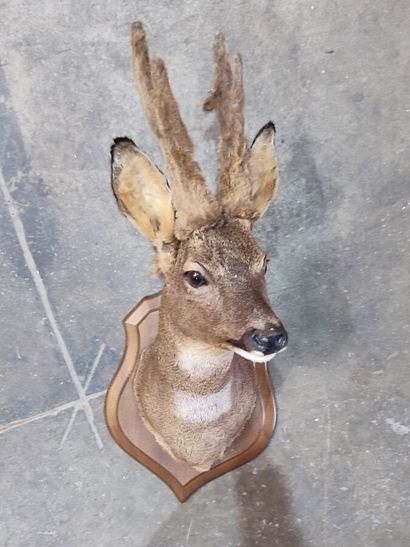 European roe deer (Capreolus capreolus) (CH)...
