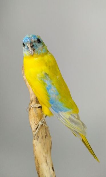 Perruche turquoisine (Neophema pulchella)...