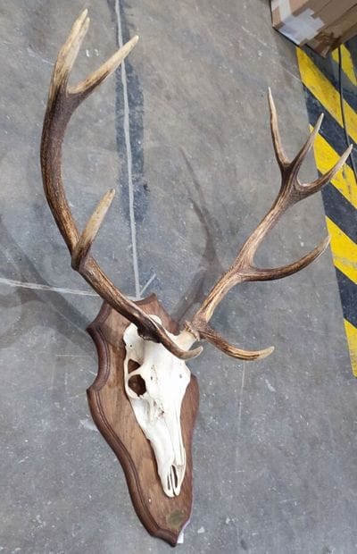 Red deer (Cervus elaphus) (CH): 
Massacre...