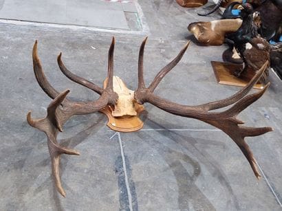 Red deer (Cervus elaphus) (CH): 
Very fine...