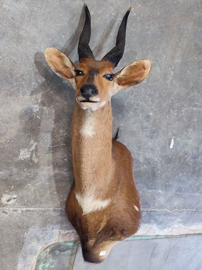 Guib harnaché (Tragelaphus scriptus) (CH)...