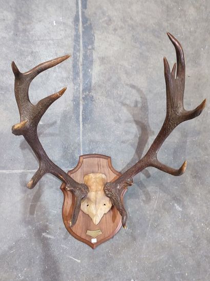 Red deer (Cervus elaphus) (CH): 
Frontal...