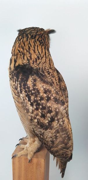 Hibou grand-duc d'Europe (II/A-CE) bagué...