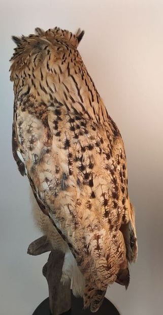 Hibou grand-duc d'Europe (II/A-CE) bagué...