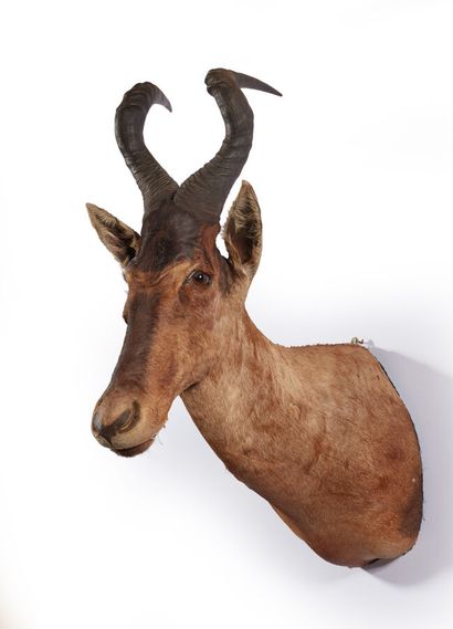 Bubale caama (Alcelaphus buselaphus caama...