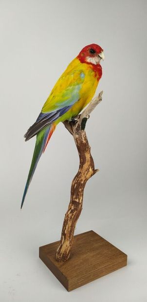 Perruche omnicolore à manteau d'or (Platycercus...