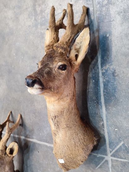 European roe deer (Capreolus capreolus) (CH):...