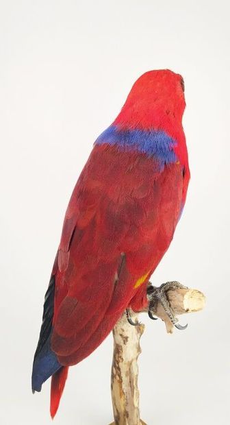 Perroquet grand eclectus (Eclectus roratus)...