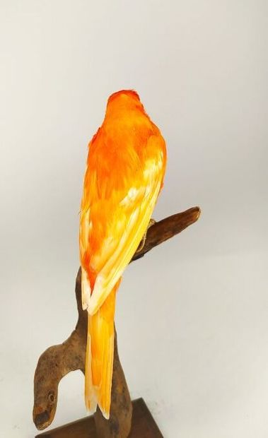 Canari domestique (Serinus canaria) (D) bagué...