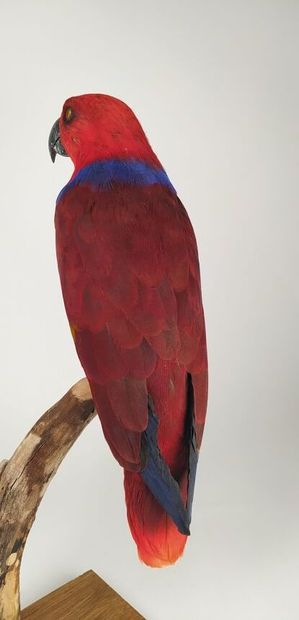Perroquet grand eclectus (Eclectus roratus)...