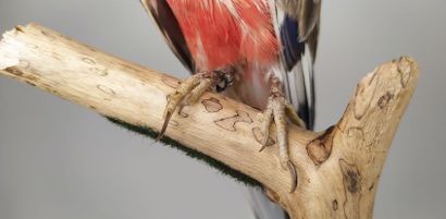 Perruche de Bourke (Neopsephotus Bourkii)...