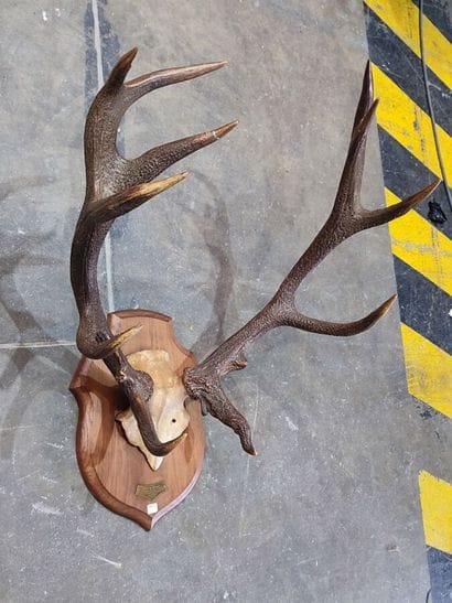 Red deer (Cervus elaphus) (CH): 
Frontal...