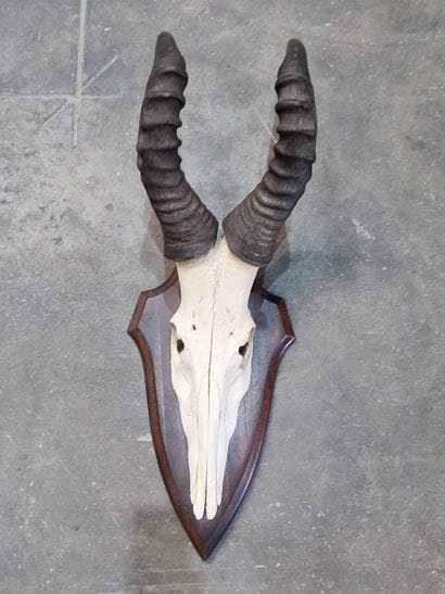 A set comprising 2 escutcheon-mounted Bovidae...