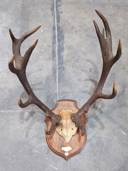 Red deer (Cervus elaphus) (CH): 
Frontal...