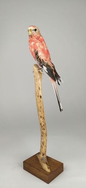 Perruche de Bourke (Neopsephotus Bourkii)...