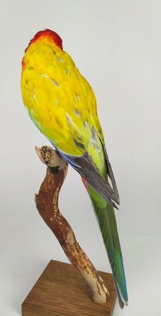 Perruche omnicolore à manteau d'or (Platycercus...