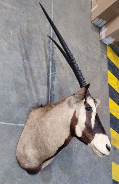 Kalahari Oryx gemsbok (Oryx gazella gazella)...