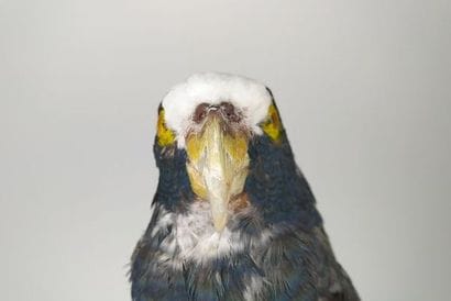 Pione à couronne blanche (Pionus senilis)...