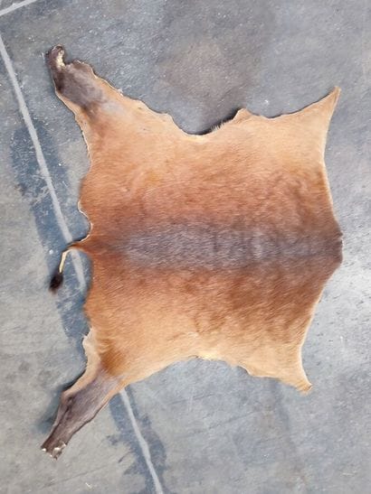 A set comprising various skins of Bovidae...