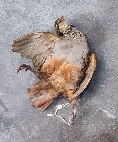 Un lot comprenant 5 spécimens naturalisés...