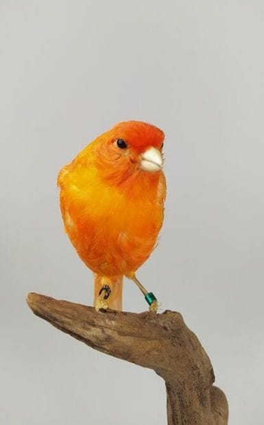 Canari domestique (Serinus canaria) (D) bagué...