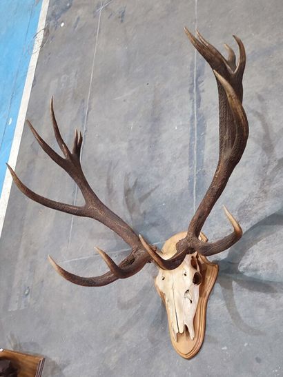 Red deer (Cervus elaphus) (CH): 
Very fine...