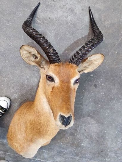 Cobe de Buffon (Kobus kob) (CH) : 
Tête en...