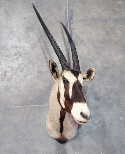 Kalahari Oryx gemsbok (Oryx gazella gazella)...