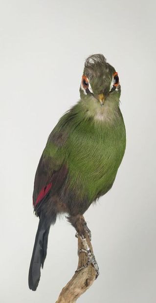 Touraco vert (Tauraco persa) (II/B) bagué...