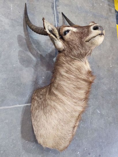 Cobe à croissant (Kobus ellipsyprimnus) (CH)...