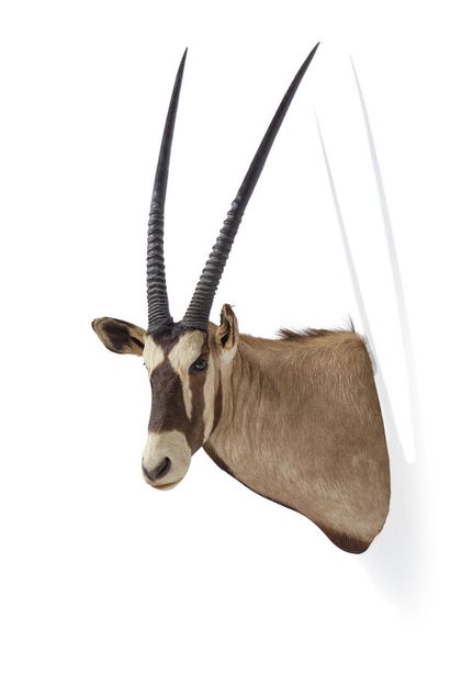 Kalahari Oryx gemsbok (Oryx gazella gazella)...