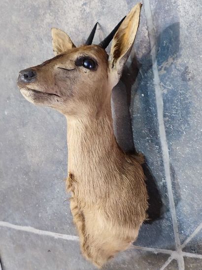 Southern Grimm's duiker (Sylvicapra grimmia...