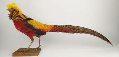Faisan doré (Chrysolophus pictus) (D) : 
Beau...