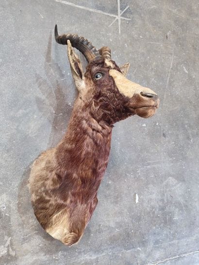 Blesbok (Damaliscus dorcas phillipsi) (CH):
Head...