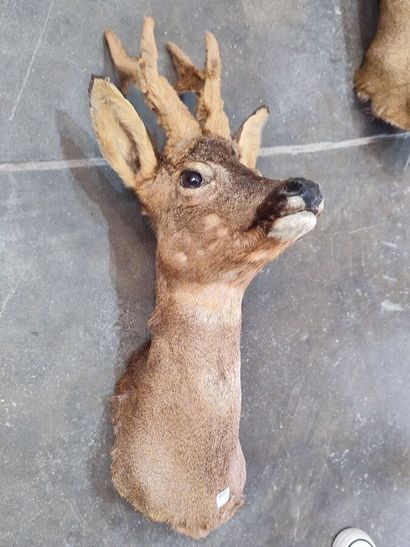 European roe deer (Capreolus capreolus) (CH):...