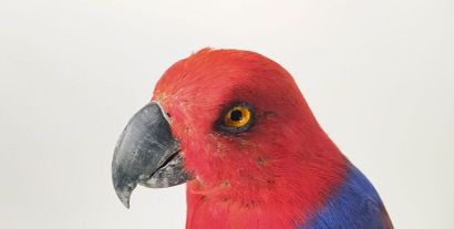 Perroquet grand eclectus (Eclectus roratus)...